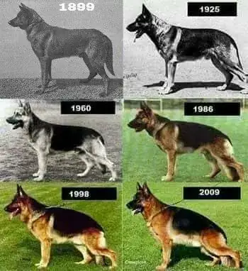 evolution of German Shepherd Dogs