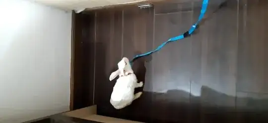How I apply leash on my bunny
