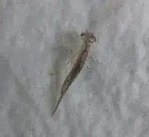 Unidentified parasite