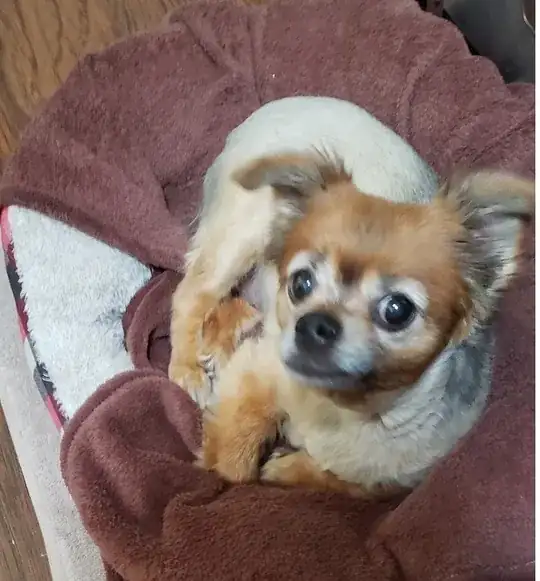 doge