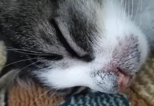 what can I till I can take him to the vet