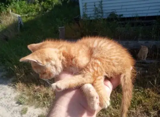 yeah, mommy kitty asks me to kitten sit every day