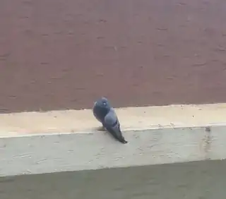 Pigeon