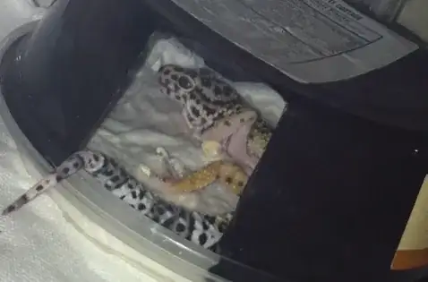gecko in hide
