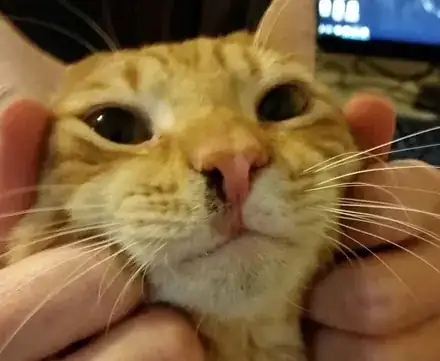 Cat nose spot 1