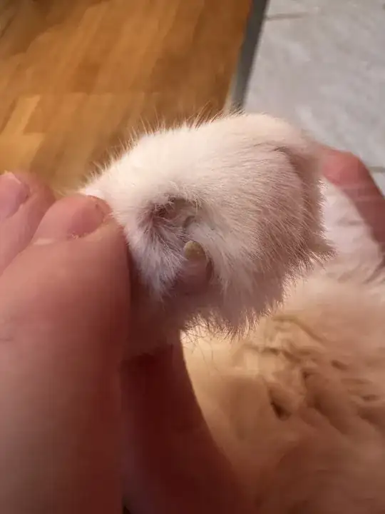 The paw with the issue