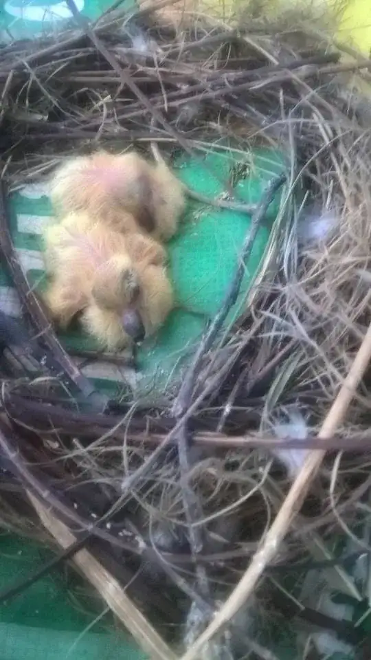 birds