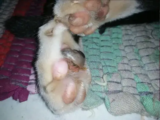 injured footpad picture 1