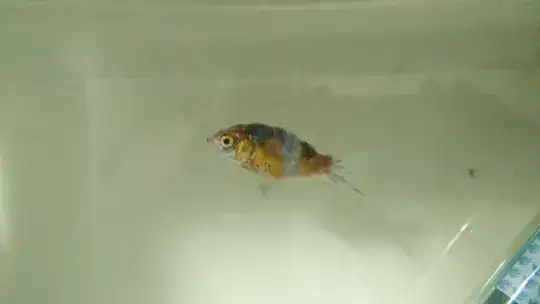 Fish in question