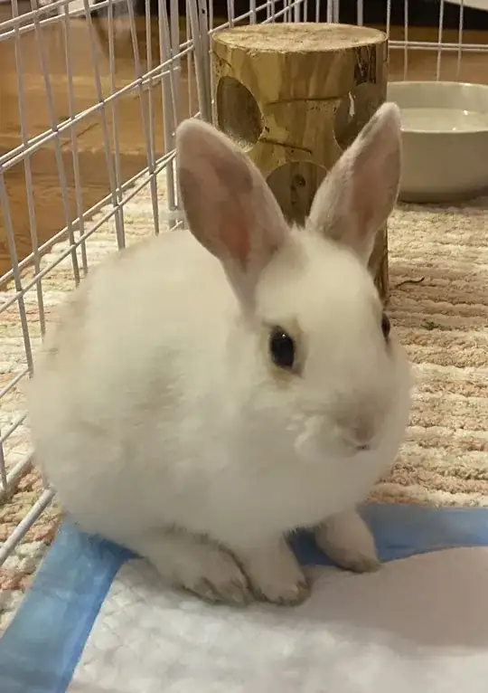 my 2 month old bunnies nails