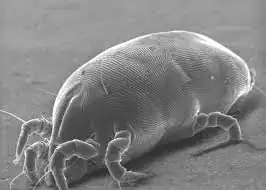 dust mite