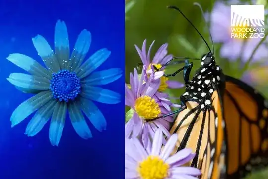 purple flower compared with version showing UV patterns