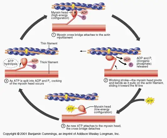 Actin and Myosin cycle