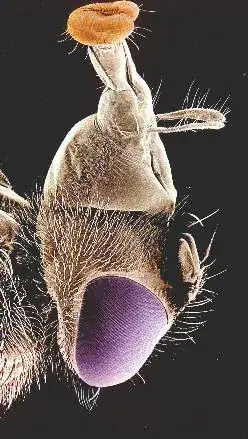 fly