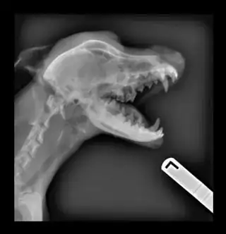 dog x-ray