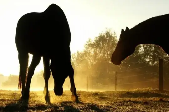 Two horse silhouettes due to bright backlight