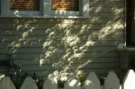 crescent suns