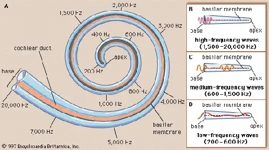 Frequency mapping on the cochlea