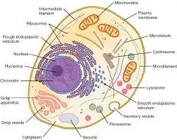 cell diagram