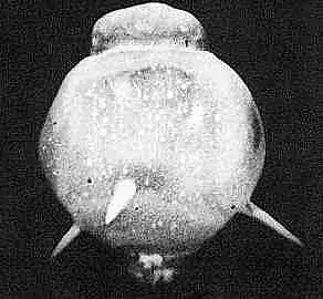 nuclear detonation