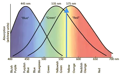 cone spectrum, one wavelength