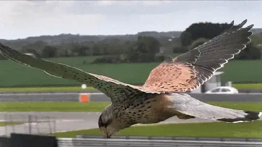 kestrel_hover