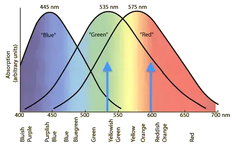 cone spectrum, two wavelengths