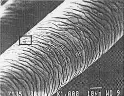 zoomed in human hair