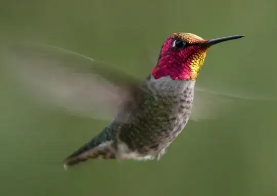 hummingbird