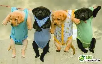 puppies on a line
