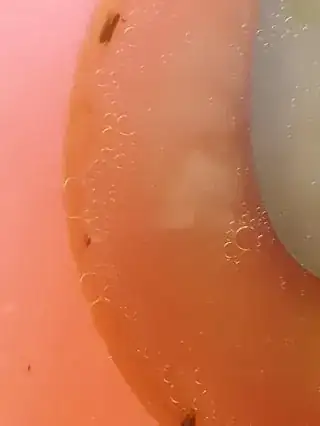 Photograph of large bubbles