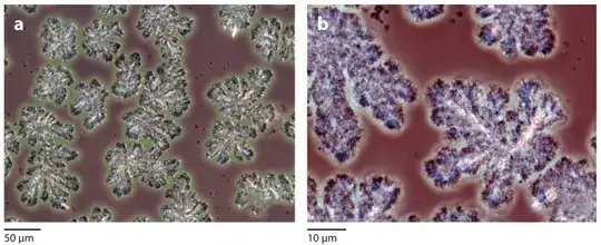Superimposed PLM and PCM micrographs showing fat crystal mesostructure at two different magnifications.