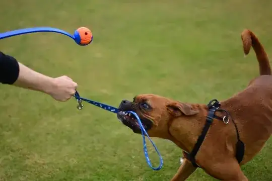 Dog being a little shit