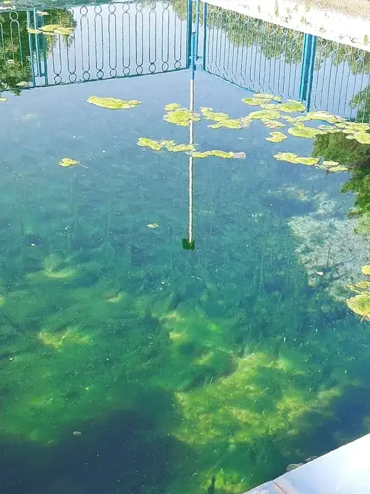 Peculiar growth pattern of algae in a pool