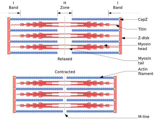 A diagram of contracted and relaxed muscle filaments