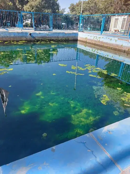 Peculiar growth pattern of algae in a pool