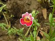 At the Taipei International Flora Exposition