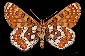 Euphydryas aurinia beckeri ♂  △