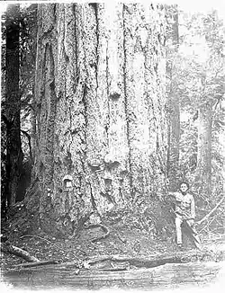 A 14-foot diameter fir tree at Mineral City