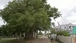 A 300-year-old Holy Fig tree Pothumarru
village