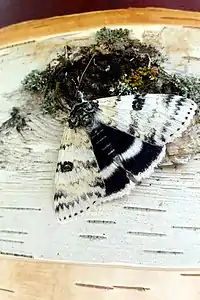 A moth on a birch tree in Beaver Creek Provincial Park in Manitoba, Canada. (36753748421)