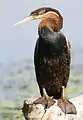 African darter