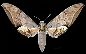 Ambulyx sericeipennis joiceyi female, dorsal view