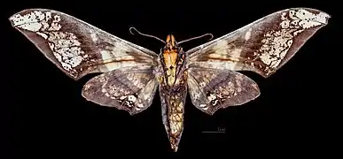 Amplypterus mansoni takamukui  ♀ △