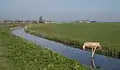 Ditch in the polder landscape near the village