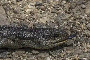 Showing blue tongue, Ben Lomond, Tasmania
