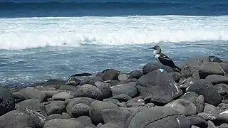 (Sula nebouxii) blue footed booby on North Seymour Island Galápagos