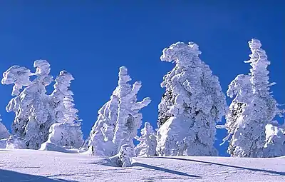 Snow-swept trees  (February 2006)