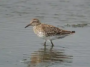 Sharp-tailed sandpiper in Lake McLarty