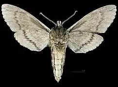 Ceratomia hageni ♂   △